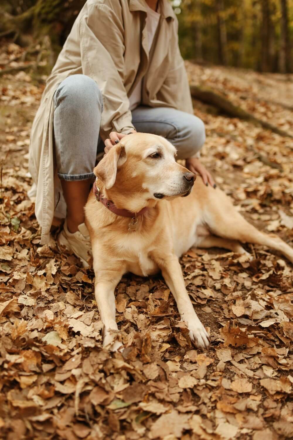 About-osborne-family-retrievers