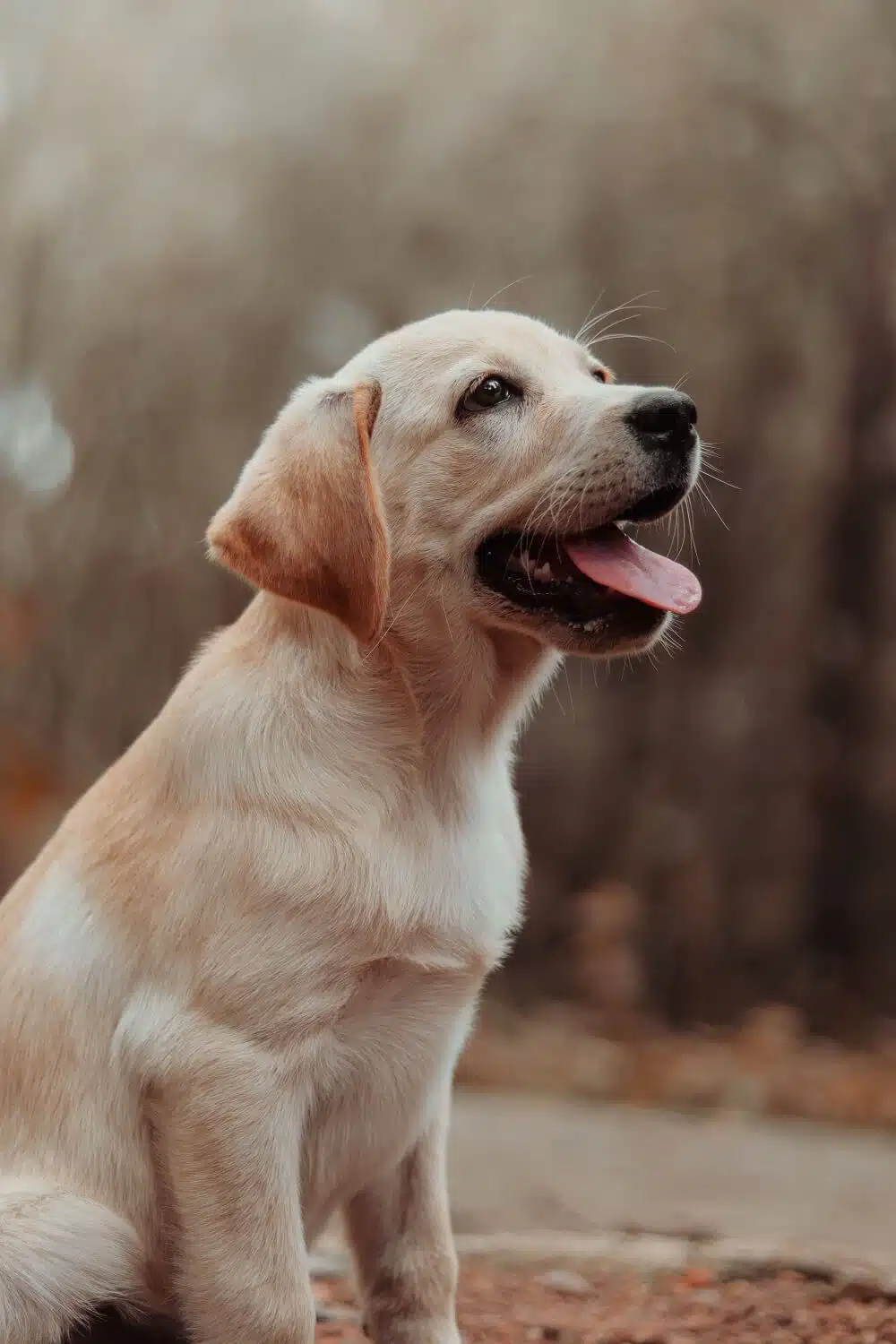 Shops labrador retriever families