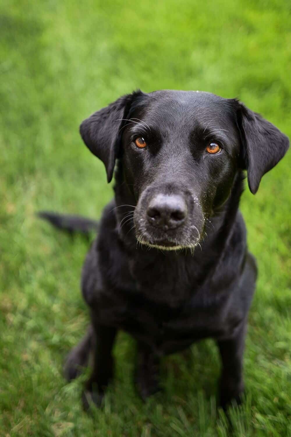 Lab Puppies For Sale - Osborne Family Retrievers